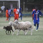 Some players chasing out the sheep from the pitch