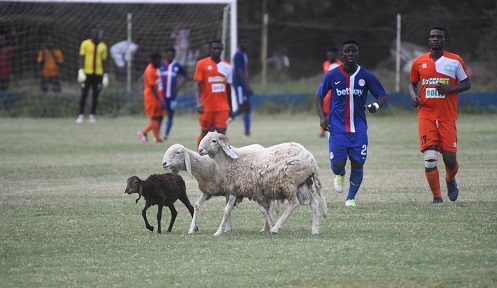 Some players chasing out the sheep from the pitch