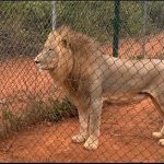 Accra Zoo lion