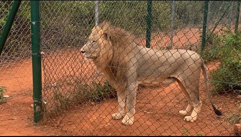 Accra Zoo lion